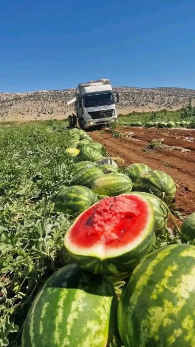 Diyarbakır karpuzumu sağlıklı  kola mı?