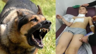 Diyarbakır Lice'de köpek dehşet saçtı