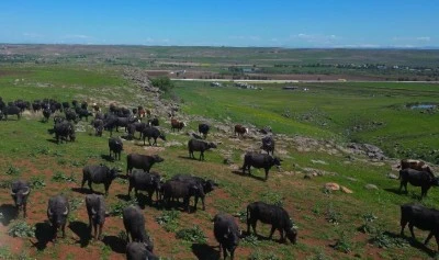 Diyarbakır Mandacılıkta T&uuml;rkiye İkincisi