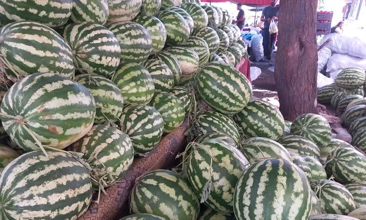 Diyarbakır Pazarlarında Karpuz 10 TL&rsquo;ye Kadar Geriledi