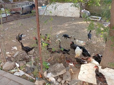 Diyarbakır Şehir merkezinde k&ouml;y havası