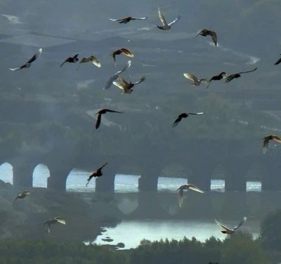 Diyarbakır Semalarında Güvercinlerin Büyüleyici Dansı