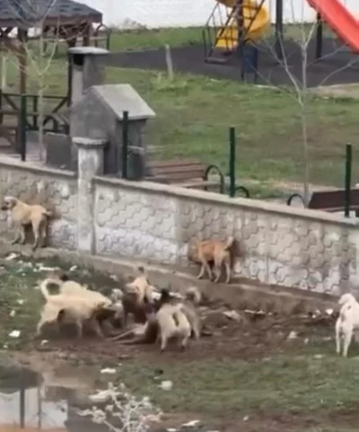Diyarbakır Yenişehir&rsquo;de Başıboş K&ouml;peklerin Saldırısı Kamerada