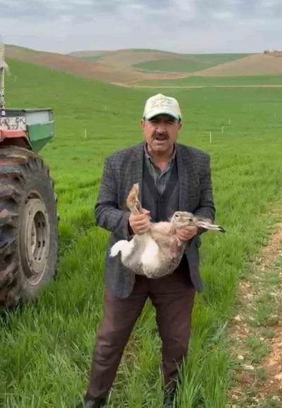 Diyarbakırlı &ccedil;ift&ccedil;i, tarlada yakaladığı gebe tavşanı yaşam alanına bıraktı