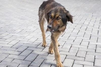 Diyarbakırlılar başıboş köpeklerden dertli