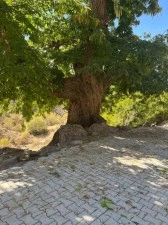 Doğadan ilham alan yarışma