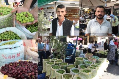 Doğal ve Ekonomik kırma zeytine büyük ilgi