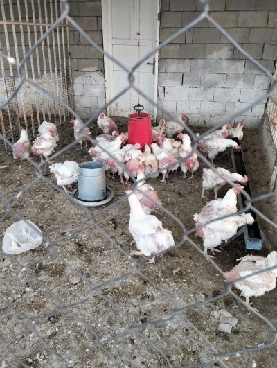 Doğalı bulunmuyor, gezen tavuk revaçta