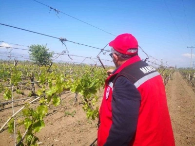 Don afetinin sadece Sarıgöl’e zararı 2,25 milyar TL