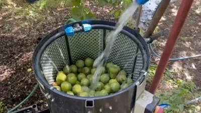 Dünyaca ünlü tescilli Adilcevaz cevizi hasadı başladı