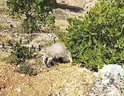 D&uuml;nyanın en korkusuz hayvanı bal porsuğunu tek darbeyle bayılttı