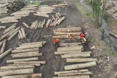 D&uuml;zce&rsquo;den 11 bin 596,5 ton orman &uuml;r&uuml;n&uuml; ihra&ccedil; edildi