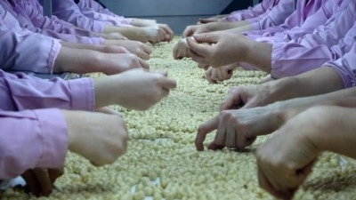 Düzce’den AB ülkelerine 2 bin 416 ton fındık ihraç edildi