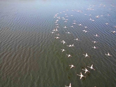 Eber G&ouml;l&uuml;&rsquo;ndeki flamingolar g&ouml;rsel ş&ouml;len sundu