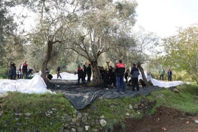 Edremit’te Öğrenciler Zeytin Hasadıyla Tarımsal Farkındalık Kazandı