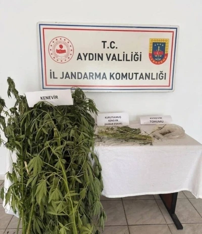 Efeler&rsquo;de kenevir operasyonu