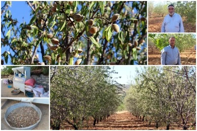 Eğilli Çiftçiler Dertli: Badem Var, Pazar Yok!