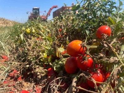 Domateste fiyatları 3’e katlandı