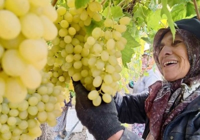 Ekim ayı bitiyor üzüm bitmiyor