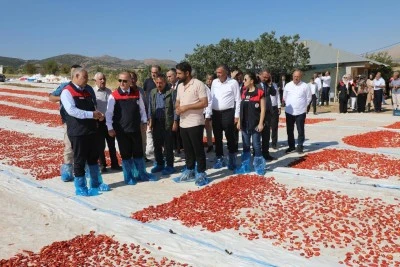 Elazığ’da 2025 Domates Rekoltesi 100 Bin Tonu Aştı