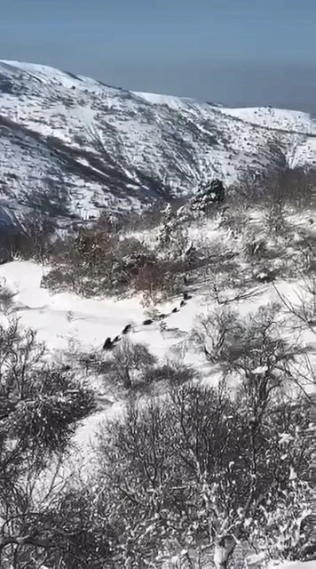 Elazığ&rsquo;da domuz s&uuml;r&uuml;s&uuml; g&ouml;r&uuml;ld&uuml;