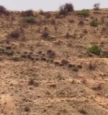 Elazığ&rsquo;da domuz s&uuml;r&uuml;s&uuml; g&ouml;r&uuml;nt&uuml;lendi