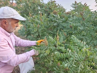 Kebap&ccedil;ıların g&ouml;zdesinin hasadı başladı