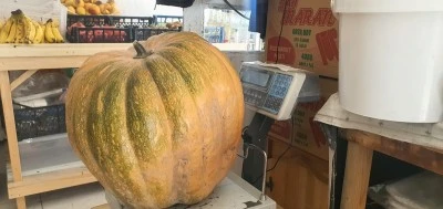 Elazığ Palu'da Ata Tohumu ile Yetiştirilen Dev Kabaklar