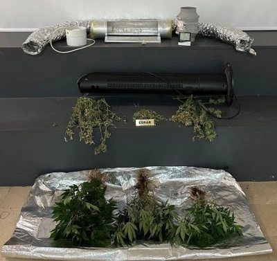 Elbise dolabından kenevir serası