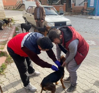 Emet&rsquo;te sahipli kedi ve k&ouml;peklere mikro&ccedil;ip ve kuduz aşısı uygulaması