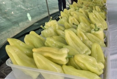 En iyi Kale Biberi yetiştiricilerine ödül