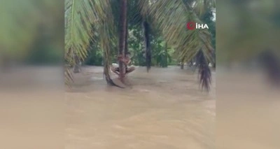 Endonezya’daki sel felaketinde afetzedeler ağaçlara tutunarak kurtarılmayı bekledi