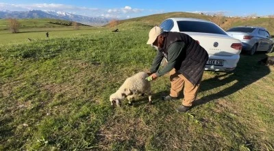 Engelli hayvanlarına şefkat elini uzattı