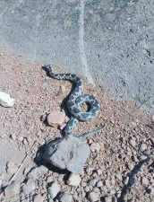 Engerek yılanı görüntüsüyle ürküttü