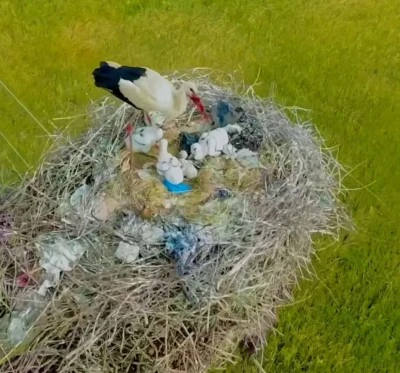 Ergani’de Leylek, Yüksek Gerilim Hattına Yuva Kurdu