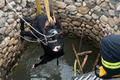 Ergani&rsquo;de Su Kuyusuna D&uuml;şen İnek Kurtarıldı