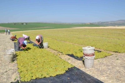 Erkenci üzüm kurutmalık olacak