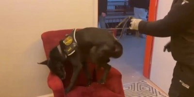 Erzincan’da bir miktar uyuşturucu madde ve 1 adet av tüfeği ele geçirildi