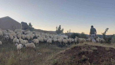 Koyun sürüsü ayı ve kurtların saldırısına uğradı