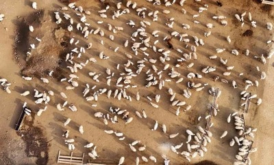 Erzincan’da koyun ve kuzuların coşkulu buluşması