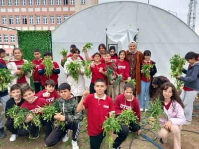 Erzincan’da öğrenciler sebze hasadına başladı