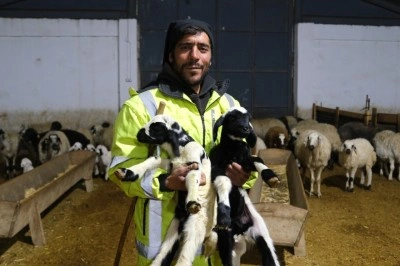 Erzincan&rsquo;da yılın ilk kuzuları doğdu: &Uuml;reticilerin umudu tazelendi