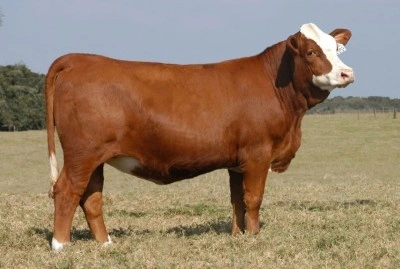 Eskişehir’de Kırsalda Bereket, Hayvancılığa Destek Projesi’ne yoğun ilgi