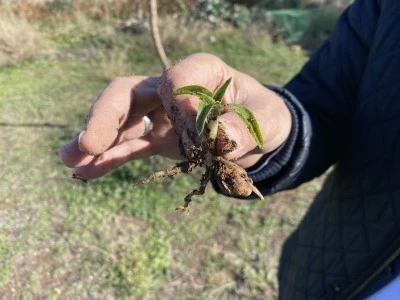 Eskişehir, Salep &Uuml;retiminde Geleceğin Merkezi Olabilir