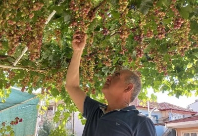 Ev önündeki asmadan mahalleye üzüm ikramı