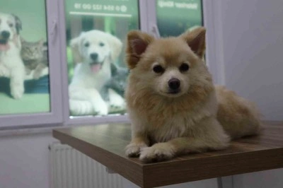 Evcil hayvan sahipleri dikkat