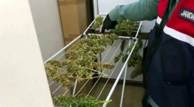 Evin odasına sera kurup, çamaşırlığa uyuşturucu asmışlar