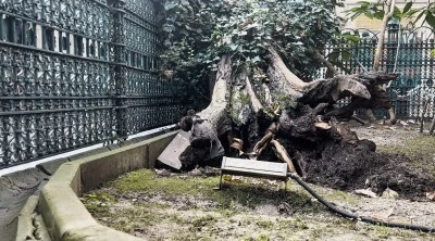 Eyüp Sultan Camii Avlusunda Ağaç Devrildi, Olası Facia Önlenmiş Oldu
