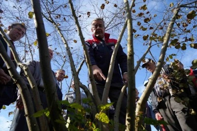 Fındıkta &ccedil;ok dal, &ccedil;ok fındık anlamına gelmiyor
