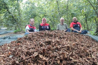 Fındıkta Verim ve Kalite Yükselişte: Üretici Umutlu